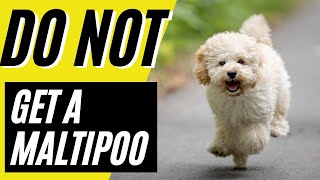 7 Reasons You SHOULD NOT Get a Maltipoo