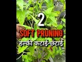 पारिजात या हरसिंगार के पौधे में ज्यादा फूल पाने का आसान तरीका how to care harsingar parijat plant