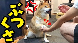 文句を言いながら芸をこなす姉柴犬