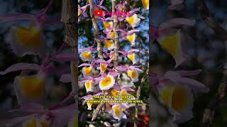 One of the most beautiful #dendrobium #flower #beautiful #shorts #wonderful #viralvideos