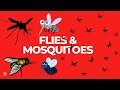 learn insect names and facts insects and bugs vocabulary educational video