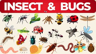 Learn insect names and facts| insects and bugs vocabulary| Educational video