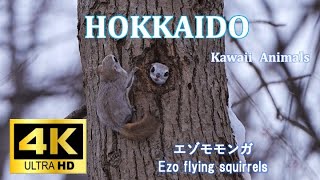 [4K]エゾモモンガ　Ezo flying squirrels