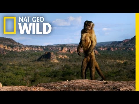 What adaptations do monkeys have?