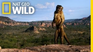 Amazingly Intelligent Monkeys | Brazil