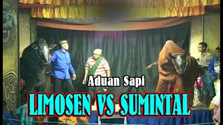 ADUAN SAPI - LIMOSIN VS SUMINTAL - // SINGO WULUNG BERSAUDARA