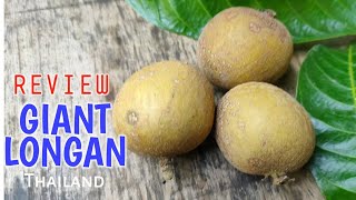 Review Giant Longan Thailand | Kelengkeng Giant