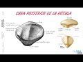 anatomía articulación de la rodilla medios de unión ligamentos vasos y nervios