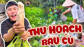 Thu Hoạch Rau Củ Sau Tết Cùng Nhân Nha | Thiện Nhân Rì Viu