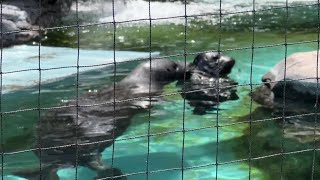 プールで遊ぶ親子【2023年5月12日】【上野動物園】ゼニガタアザラシ