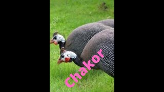 Chakor partridge |Alectoris chakor