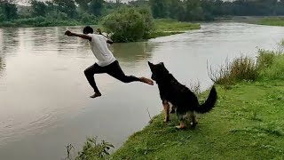 This is How German Shepherds Swim | Coco | The Indian Shepherd