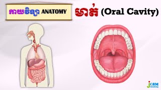 កាយវិទ្យា [2] - មាត់ (Anatomy of the Oral Cavity)