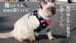 シャム猫が初めての外散歩｜ハーネスと戦う猫｜猫との暮らし