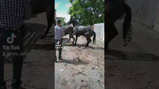 frison holandés cargando llegua cuafrisian ..