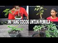 Jenis-Jenis Pohon Bonsai yang Cocok Untuk Pemula