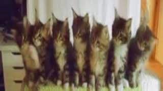 رقص گربه ها (طنز)    Dance of cats