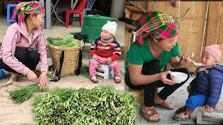 Harvest water chives to sell and plant pumpkin seeds in the garden - Peaceful life