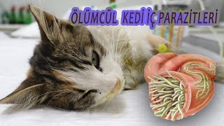 KEDİLERİN ÖLÜMCÜL İÇ PARAZİTLERİ