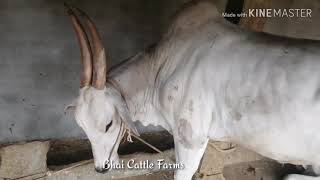 Majestic AMRIT MAHAL Bull, Heavy size