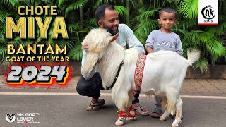 Bantam of The Year 2024 CHOTE MIYA For Sale at AK Goats I YK Goat Lover