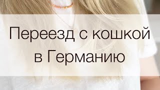 Перелёт с кошкой в Германию. Как кошка пережила 24 часа в дороге? Какие документы вам понадобятся?