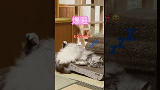 【猫動画】大胆な寝相#shorts #catshortsvideo #ミヌエット #minuet #猫のいる暮らし #ねこすたぐらむ #catlover #ねこのいる生活