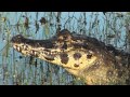 Yacare caiman portrait