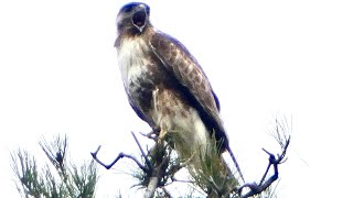 春の鳥達11種