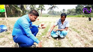 বারি আলু-৭২, লবণ ও তাপ সহিষ্ণু একটি উচ্চ ফলনশীল জাত।