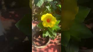 நம்ம தோட்டத்தில் முதல் மஞ்சள் நிற செம்பருத்தி பூ  #garden #special #gardening