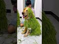 boy trimmed half of his dog’s hairs shortsvideo