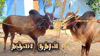 தஞ்சை #ருத்ரன் காளை🔥||கயிறு அடிக்கும் இடத்தில்😈||@Pattavanjallikattu