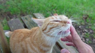 公園のベンチに座ったら野良猫が駆け寄ってきて隣に座ってカワイイ