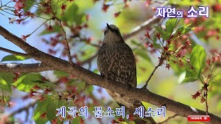 자연의 소리 (Sounds of nature)- 계곡의 물소리, 새소리 (3시간)