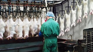 Modern Rabbit Farming and Harvest Technology 🐇- Rabbit meat processing in Factory - Rabbit Industry