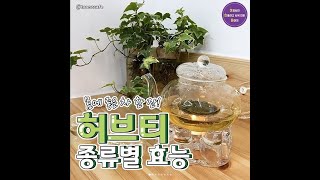 '몸에 좋은 차 한잔' 허브티 종류별 효능 BEST6