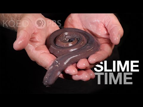 What are slimy eels?