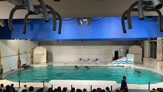 小樽水族館　イルカショー特別バージョン　夜の水族館