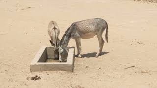 Desert Donkeys: Extraordinary Creatures of the Sands!\