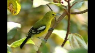 Playtube Pk Ultimate Video Sharing Website