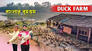 ১০০০ duck farm থেকে কত আয় ? Duckling | হাঁসের খামার ।  Khaki cambell duck | Indian Runner Duck