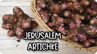 Harvesting Jerusalem Artichokes: Easy Tips for a Bountiful Sunchoke Harvest! 🌱