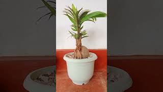 පොල් බොන්සායි Coconut bonsai