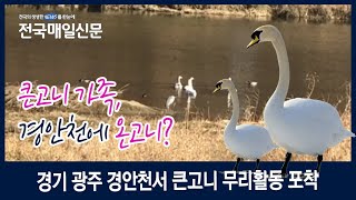 [전국매일신문] 경기 광주시 경안천 찾은 큰고니 가족 '망중한'