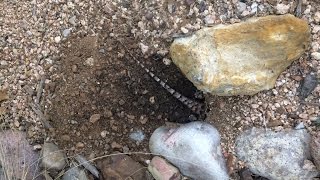 Texas Spiny Lizard Laying and Covering Eggs - 4-12-17