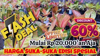 SELALU SERU,,,, BANYAK HARGA SUKA-SUKA DAN AGLAONEMA TANIAN. OWNER SUPER RAMAH. Eps 1249