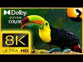 8K VIDEO ULTRA HD 120FPS NATURE RELAXATION VIDEO WILDLIFE ANIMALS AND BIRDS FOR 8K QLED TV