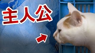 猫が主人公のホラーゲームが想像の7億倍怖かった【ホラー】