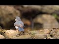 鳥くん野鳥動画（タイthaibsn）ノドアカヒメアオヒタキ♂１ｗtickell sblueflycatcher